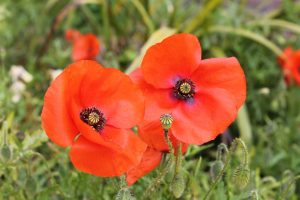 Poppy flower